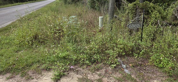 [Flowerpot at road, 2025-10-01, 10:30:12]