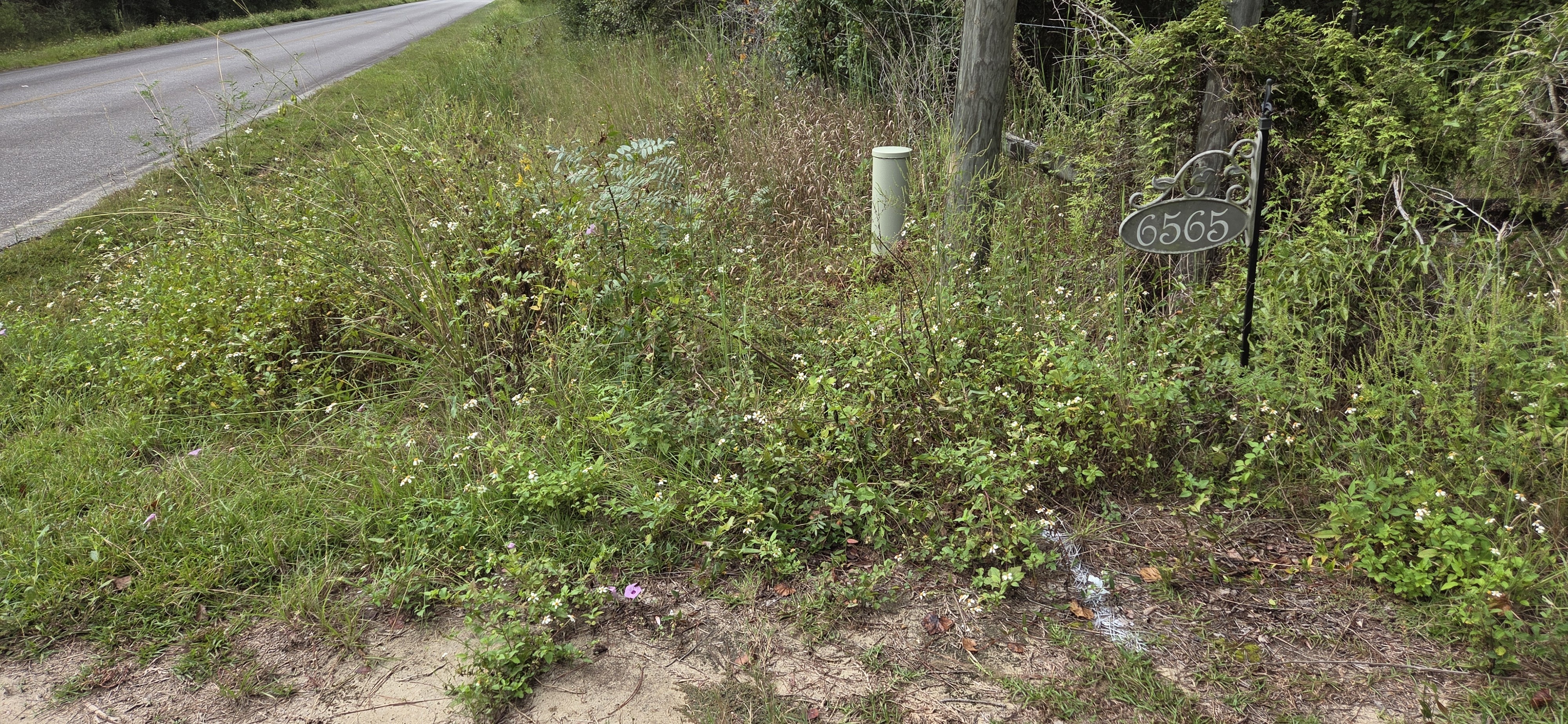 Flowerpot at road, 2025-10-01, 10:30:12